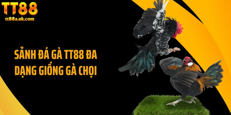 Sảnh đá gà TT88 đa dạng giống gà chọi
