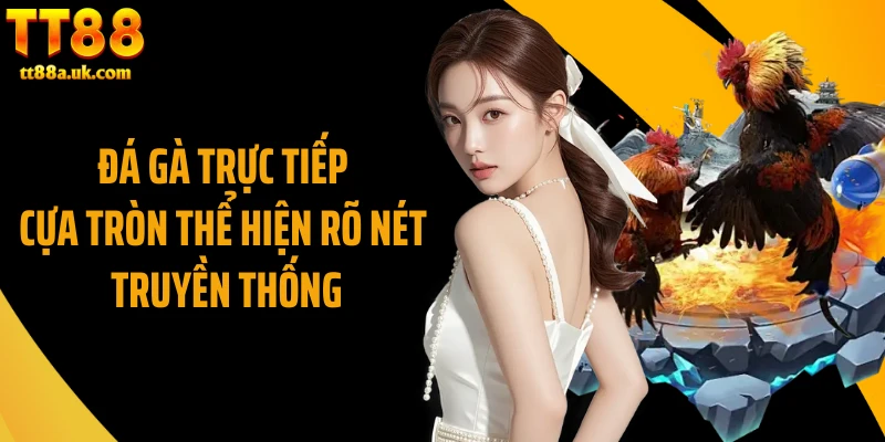 Đá gà trực tiếp cựa tròn thể hiện rõ nét truyền thống